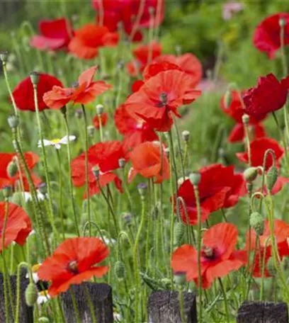 Der Klatschmohn – vom Acker in den Garten