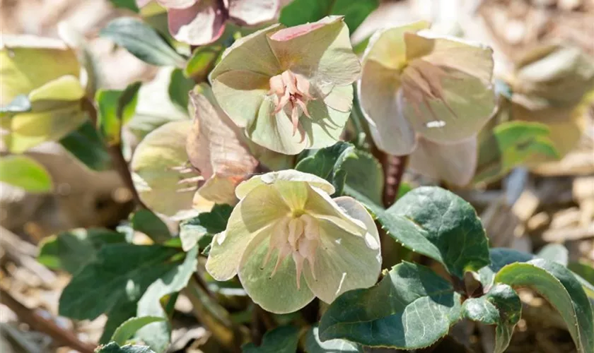 Schneerose 'HGC Cinnamon Snow'®