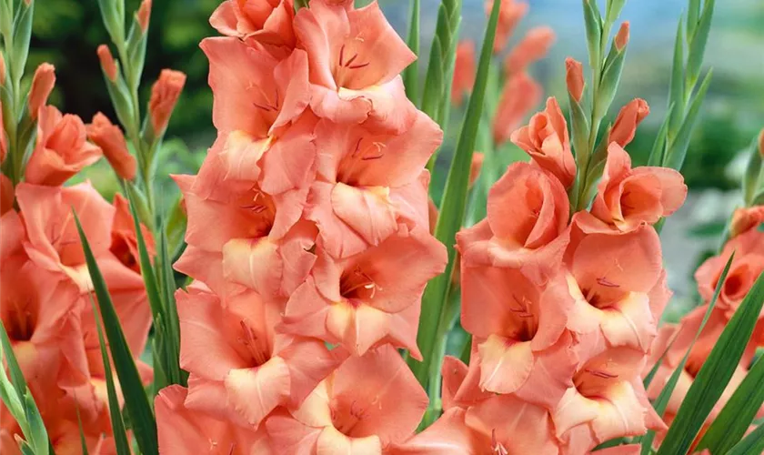 Gladiole 'Jessica'