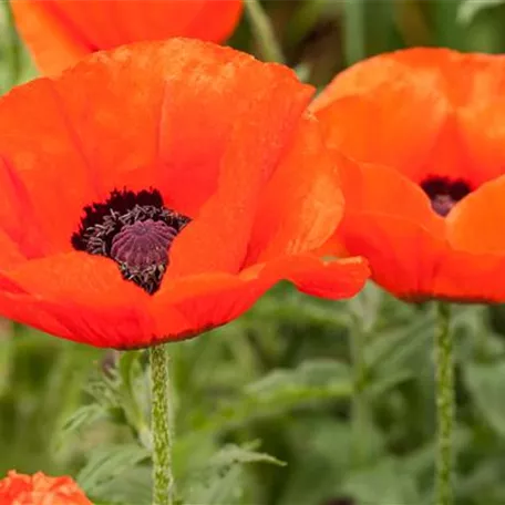 Orientalischer Garten-Mohn 'Allegro'