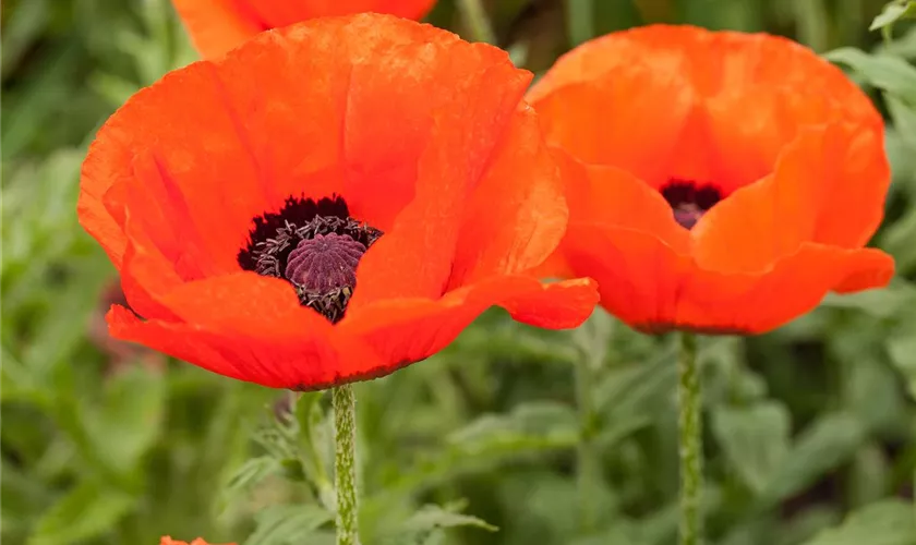 Papaver orientale 'Allegro'