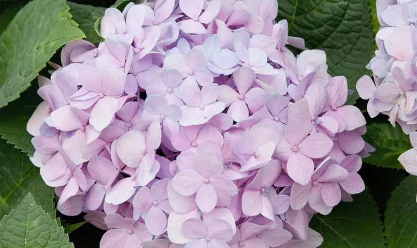 Hydrangea 'The Original'®