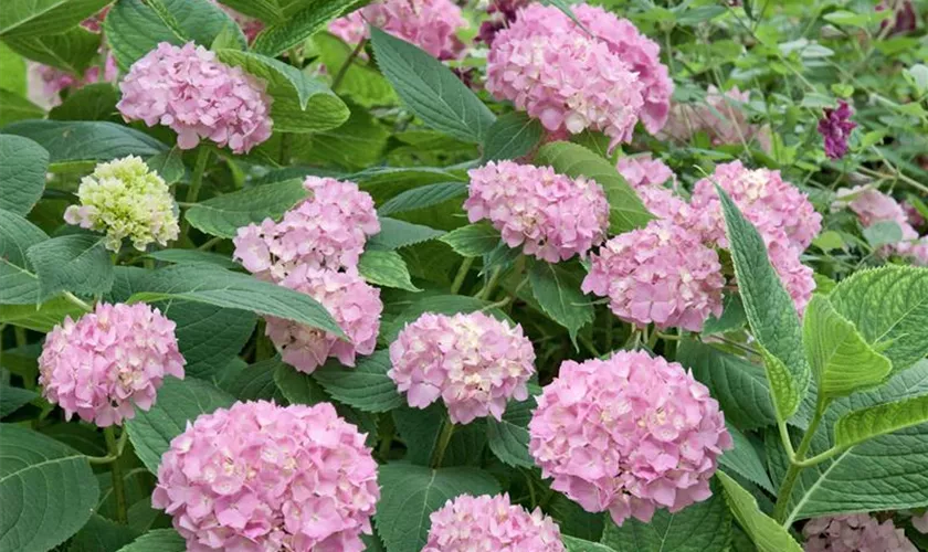 Hydrangea macrophylla 'Cityline Berlin'