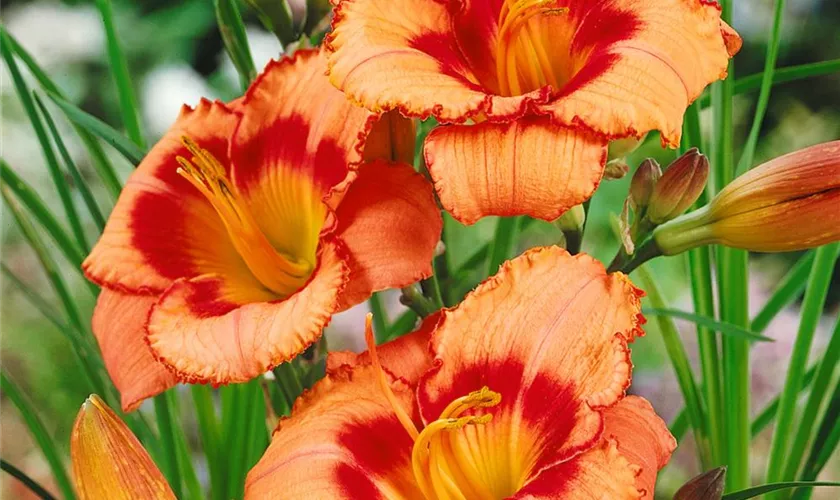 Hemerocallis 'Strawberry Candy'