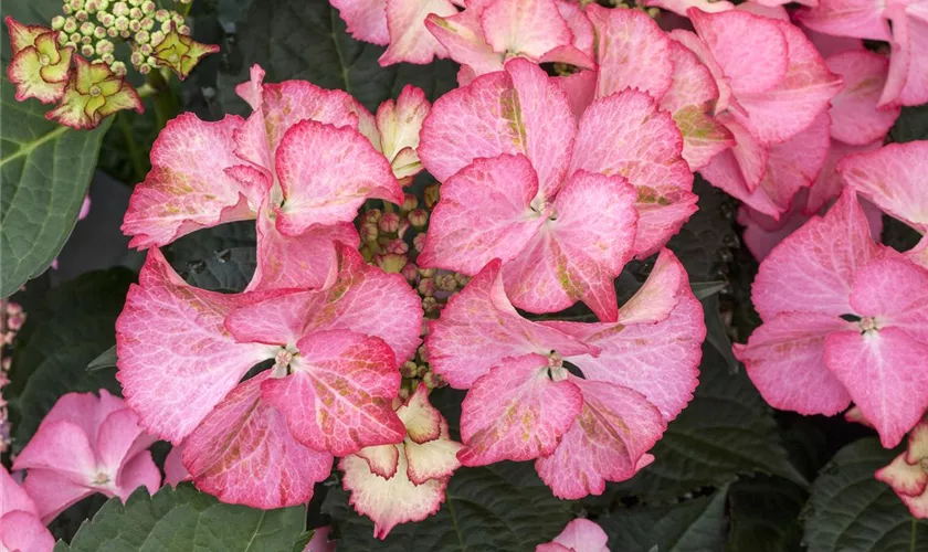 Hydrangea macrophylla 'Tiffany'