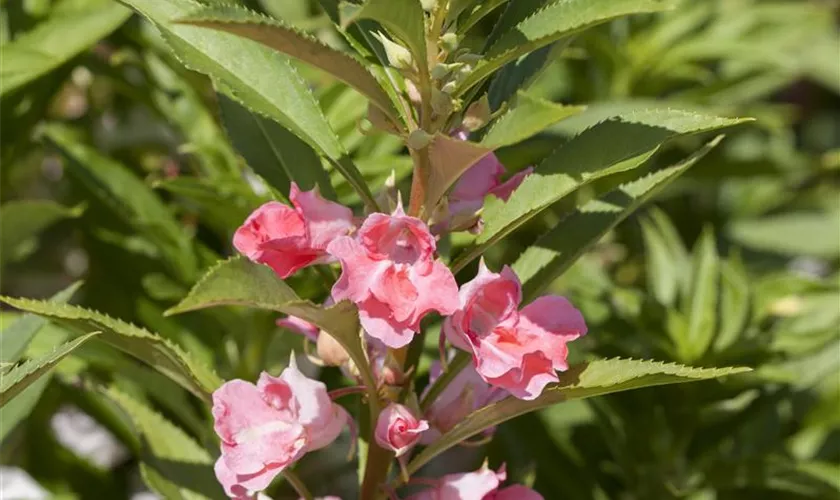 Impatiens balsamina