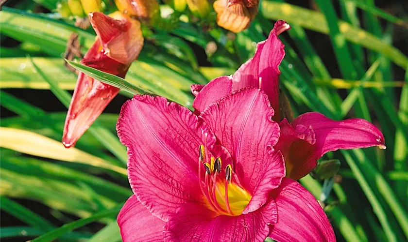 Hemerocallis 'Summer Wine'