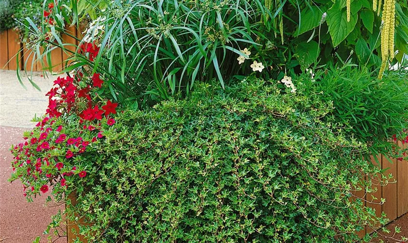 Hedera helix 'Sagittifolia'