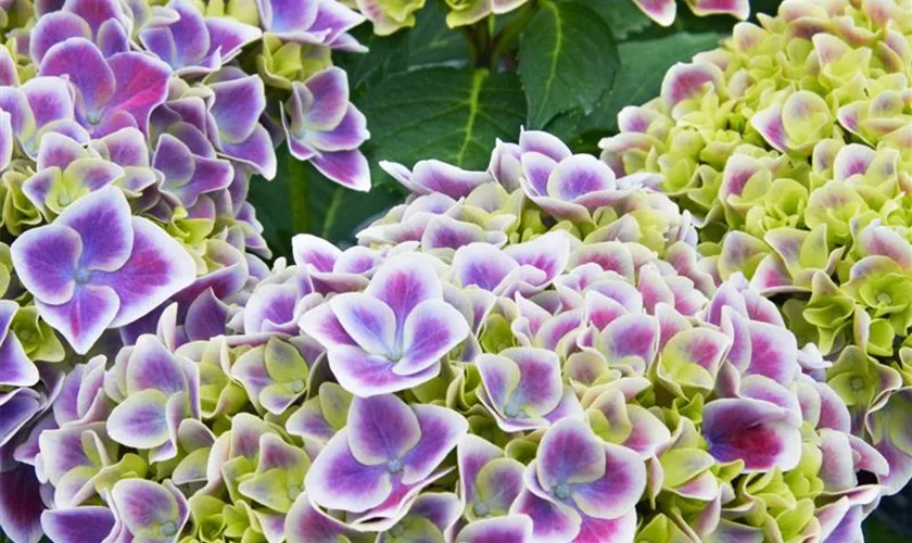 Hydrangea macrophylla 'Tivoli Lila'