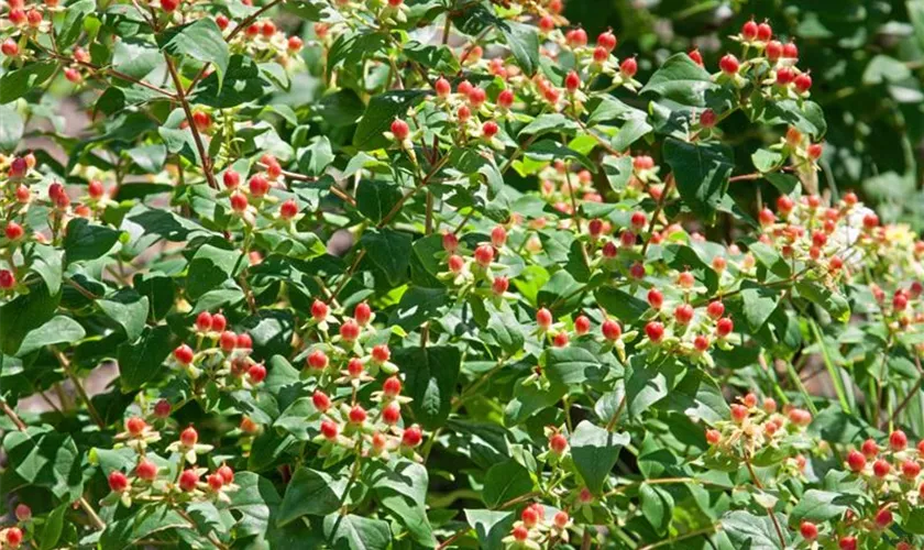 Hypericum inodorum 'Rheingold'