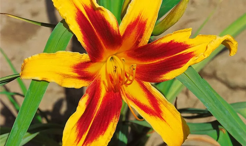 Hemerocallis 'Taj Mahal'