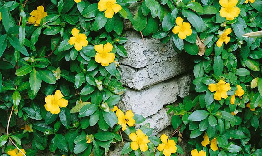 Hibbertia scandens Doppelbogen