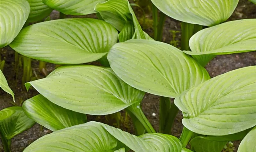 Hosta 'Stained Glass'