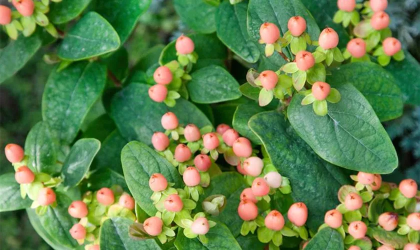 Hypericum inodorum 'Annebel'