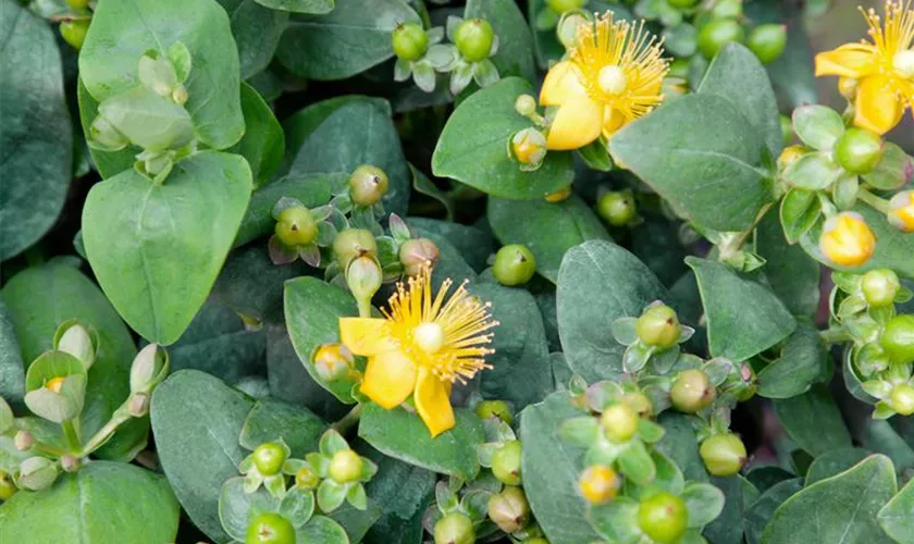 Johanniskraut 'Lemon Annebel'