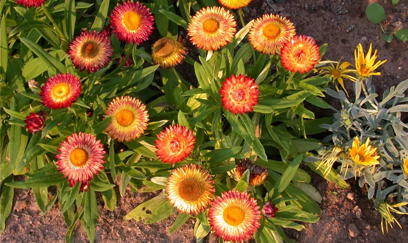 Helichrysum bracteatum 'Sundaze'