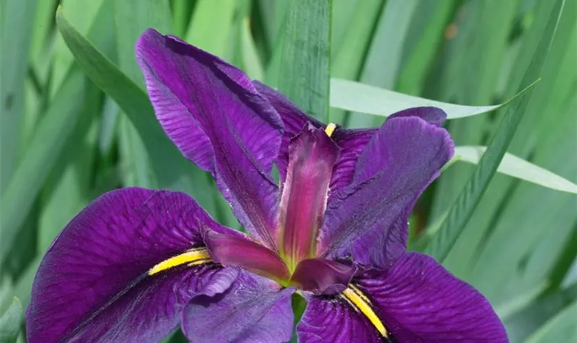 Iris 'Black Gamecock'