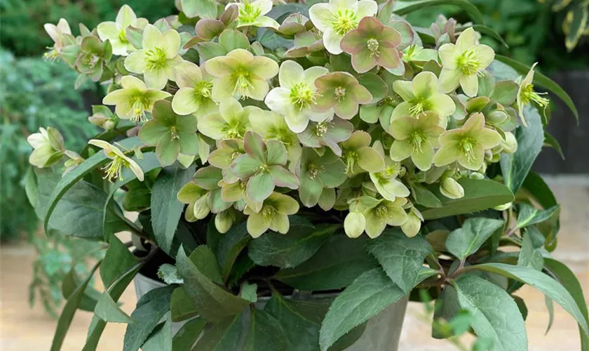 Helleborus x ericsmithii 'HGC Silvermoon'®