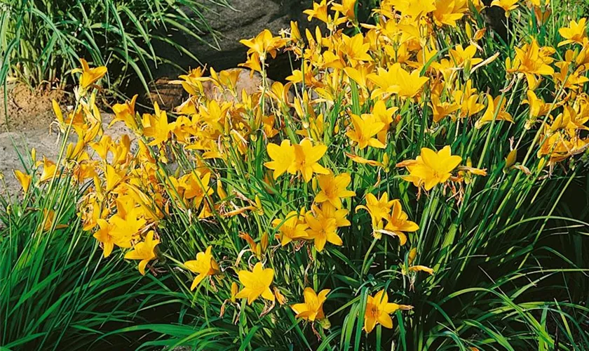 Hemerocallis 'Tinkerbell'