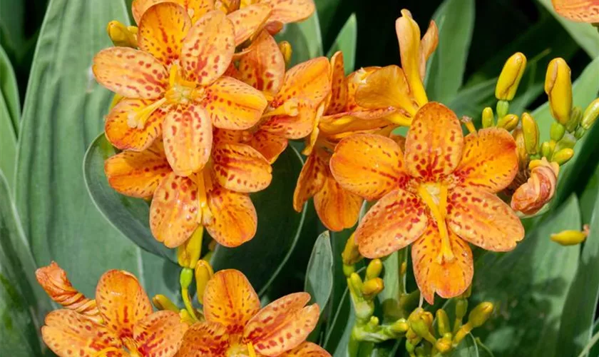 Iris chinensis 'Orange Queen'