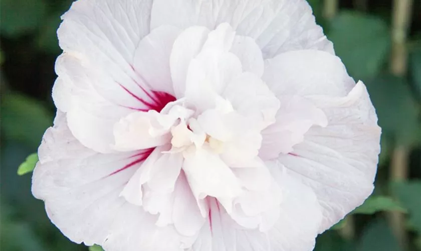 Hibiscus syriacus 'Starburst Chiffon'®