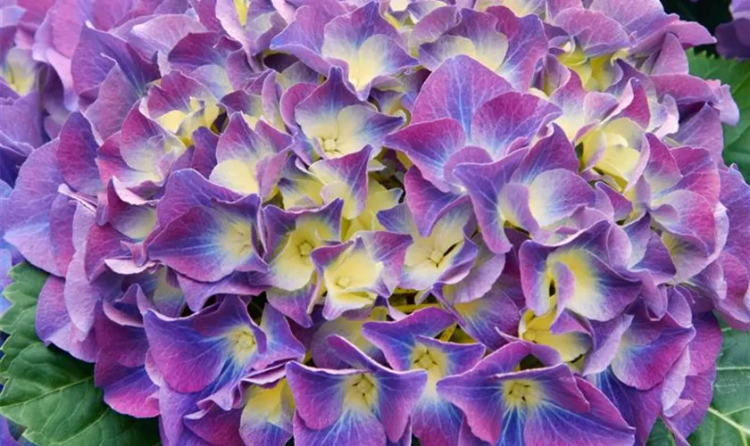 Hydrangea Endless Summer® 'Bloomstar'