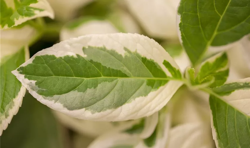 Hydrangea macrophylla 'Tricolor'