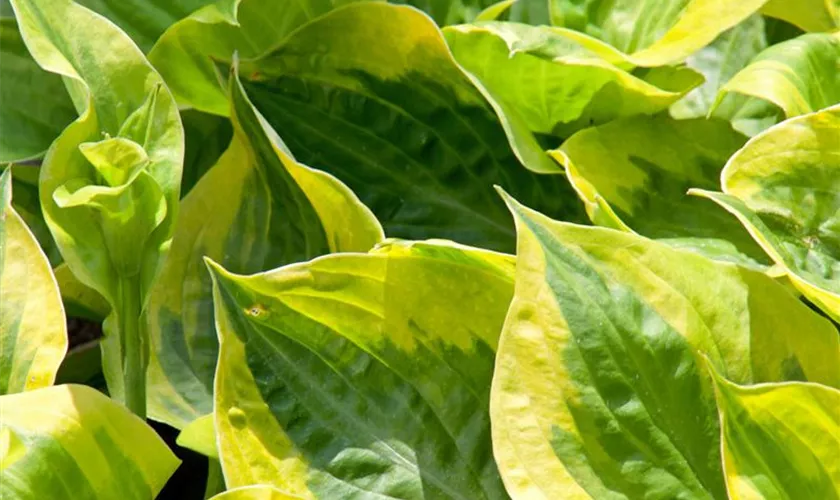 Hosta 'Summer Breeze'