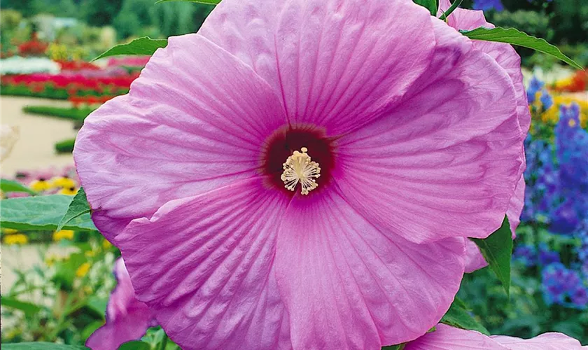 Hibiscus 'Mauvelous Luna'®