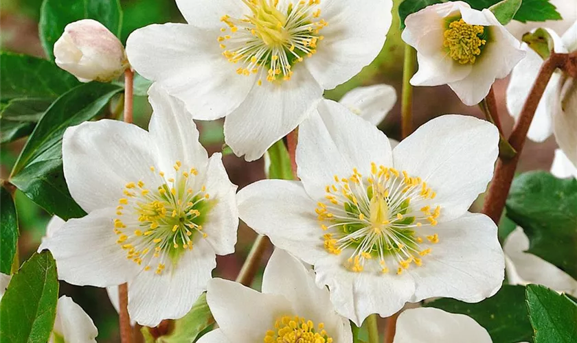 Helleborus x ericsmithii 'Mollys White'