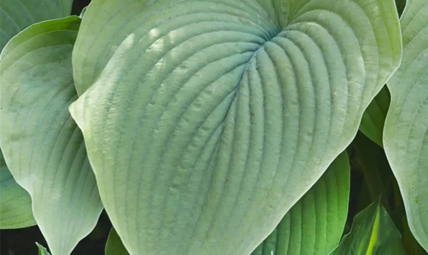 Hosta 'T Rex'