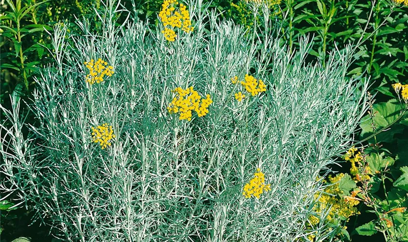 Helichrysum italicum 'Curryfreude'