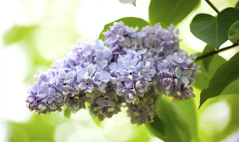 Syringa vulgaris 'Olivier de Serres'