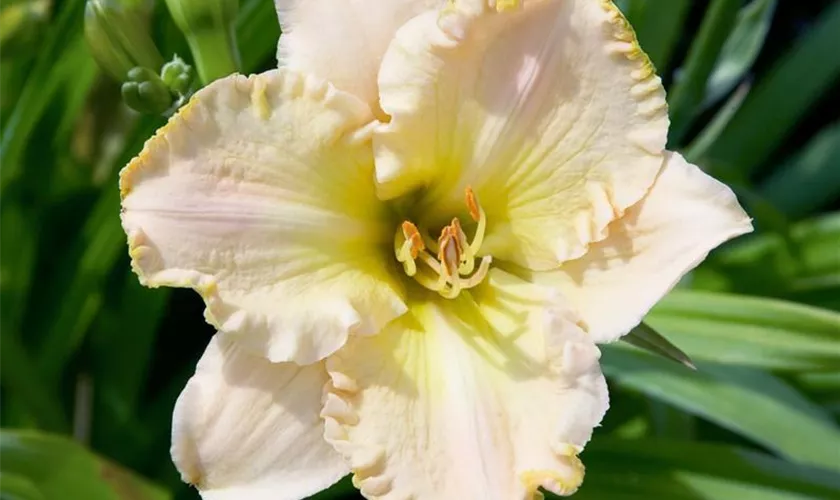 Hemerocallis 'Wedding Band'