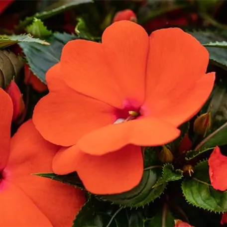 Impatiens neuguinea 'Magnum'