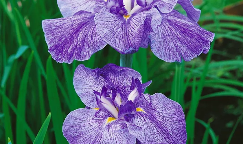 Iris ensata 'Amethyst'