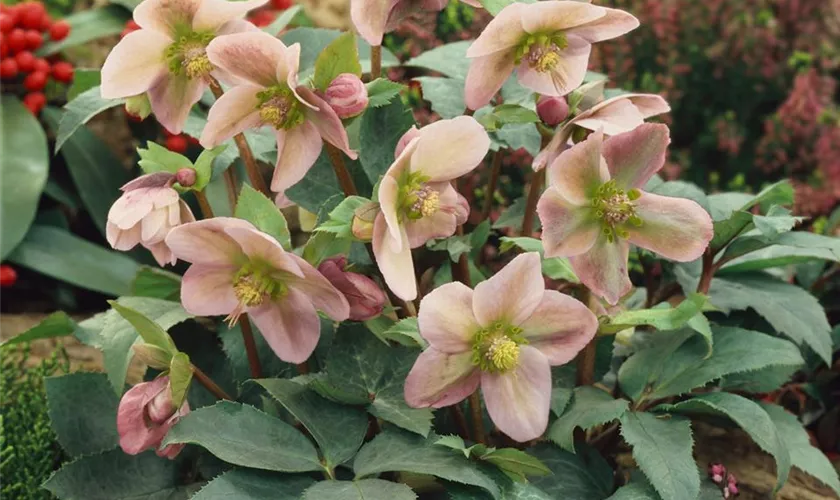 Helleborus x ericsmithii 'Monte Christo'