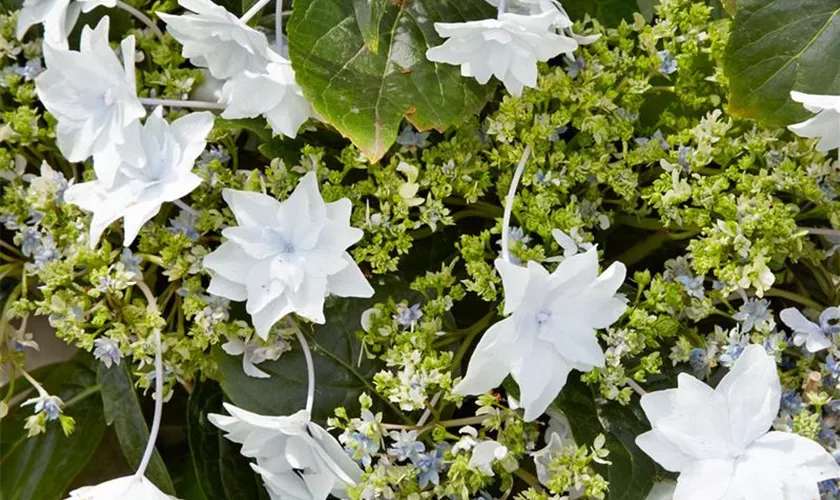 Hydrangea macrophylla 'Shooting Star'®