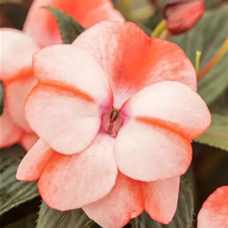 Impatiens neuguinea pac® Impacio® 'Peach Stars'