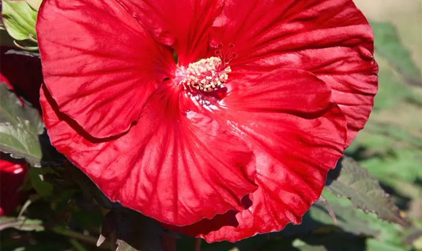 Hibiscus moscheutos 'Dixie Belle'