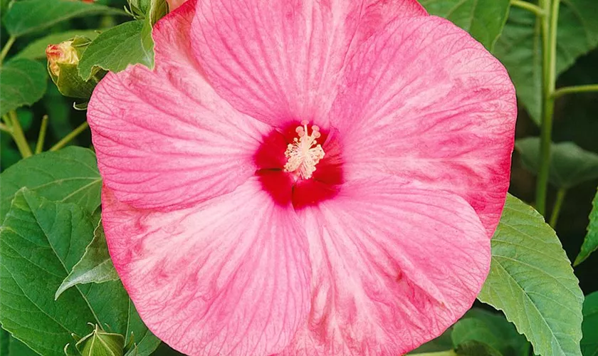 Hibiscus moscheutos 'Southern Belle'