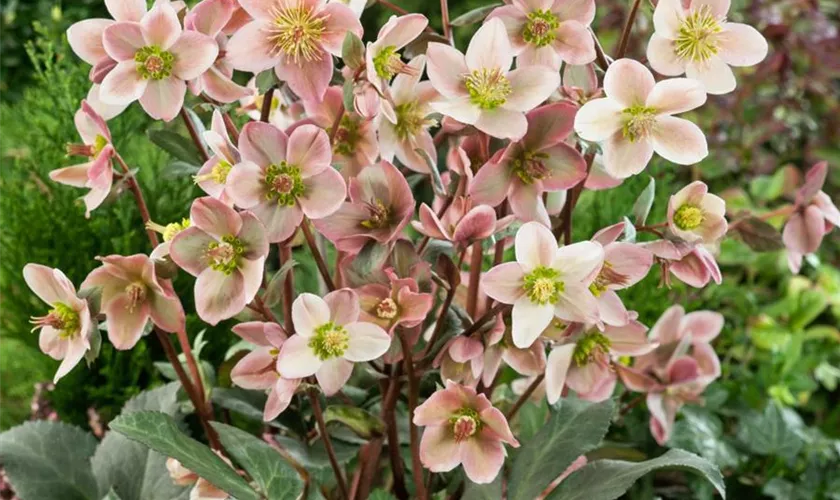 Helleborus x ericsmithii 'Pirouette'