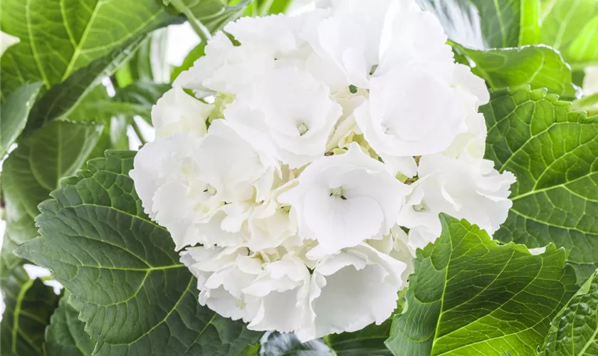 Hydrangea macrophylla 'White Delight'