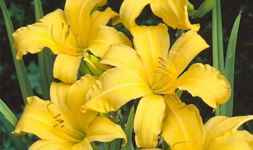 Hemerocallis 'Yellow Stella'