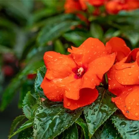 Impatiens neuguinea PARADISE™