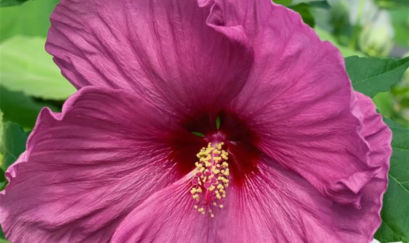 Hibiscus moscheutos 'Fantasia'