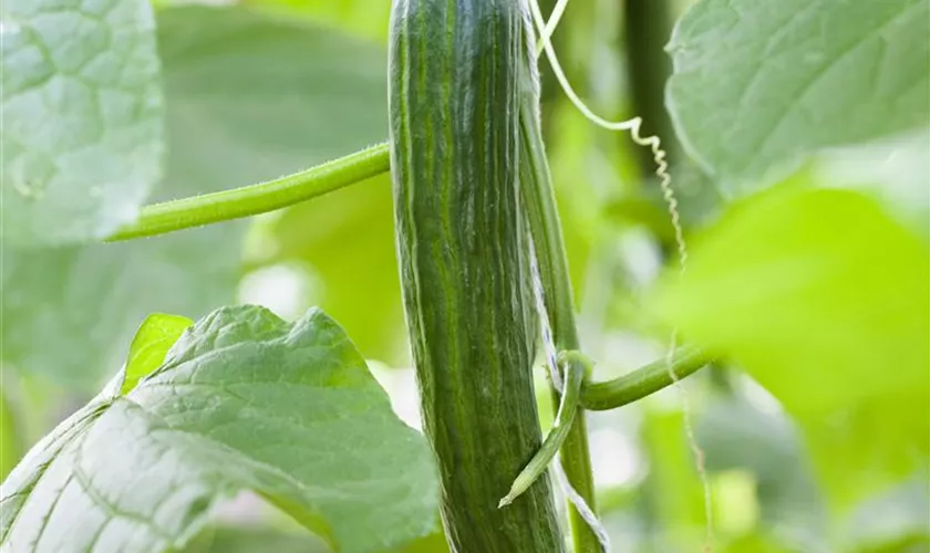 Cucumis sativus 'Schlangengurke'