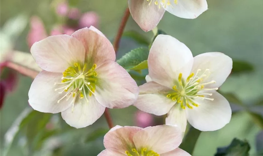 Helleborus x ericsmithii 'White Moon'