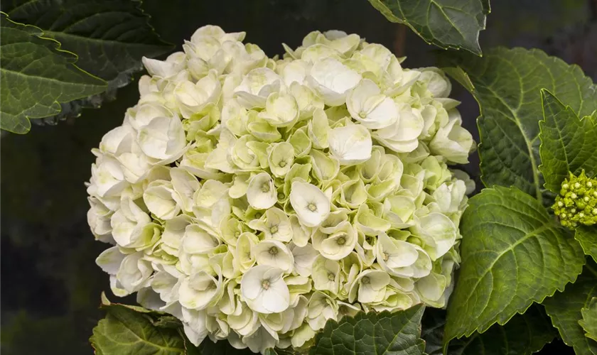 Hydrangea macrophylla 'White Wonder'®