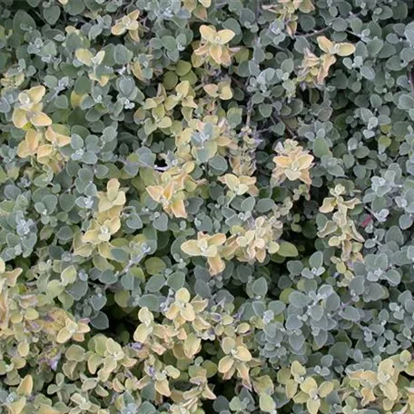 Helichrysum microphyllum